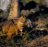 Picture of land iguana gazing at camera on santa cruz island, galapagos islands