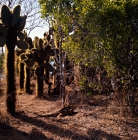 Picture of land iguana near opuntia cactus forest on santa cruz island, galapagos islands