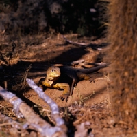 Picture of land iguana on santa cruz island, galapagos islands