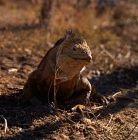 Picture of land iguana on santa cruz island, galapagos islands