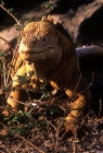 Picture of land iguana on santa cruz island ,galapagos 