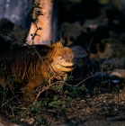Picture of land iguana on santa cruz island, galapagos islands