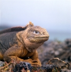 Picture of land iguana on south plazas island, galapagos, looking at camera, 