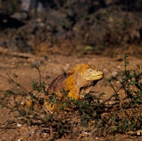 Picture of land iguana, santa cruz island, behind bush, galapagos islands