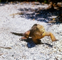 Picture of land iguana walking towards camera, fernandina island, galapagos