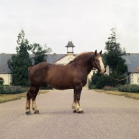 Picture of Landeda, Breton stallion, trait breton postier legere, at Lamballe