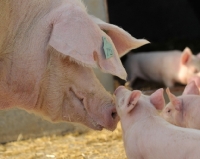 Picture of Landrace pig and piglet