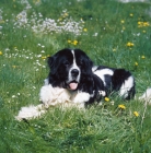 Picture of Landseer Newfoundland lying on grass