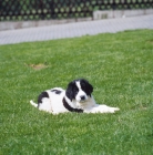 Picture of Landseer Newfoundland puppy