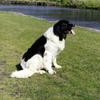 Picture of landseer newfoundland sitting