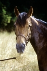 Picture of landside magnificent lady, morgan horse from original government stock