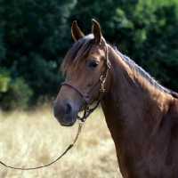 Picture of landside magnificent lady, morgan horse from original government stock