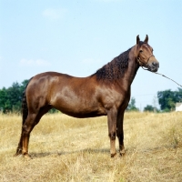 Picture of landside magnificent lady, morgan horse from original government stock,
