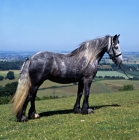 Picture of Lane Diplomat, Dales stallion on a hillside