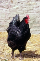 Picture of langshan chicken crowing in farmyard