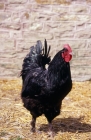 Picture of langshan chicken front view