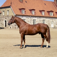 Picture of lansiar, swedish warm blood in sweden