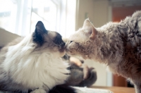 Picture of Laperm and Ragdoll cats sniffing noses on table