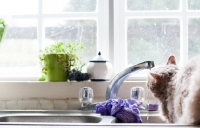 Picture of Laperm cat drinking from kitchen tap