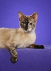 Picture of Laperm cat lying down on purple background