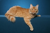 Picture of Laperm cat lying down on teal background
