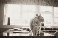 Picture of Laperm cat on kitchen counter