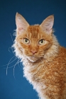 Picture of Laperm cat on teal background, portrait