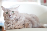 Picture of Laperm cat resting on kitchen stool