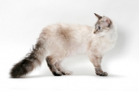 Picture of Laperm cat, Seal Tortie Lynx Point coloured, looking back