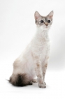 Picture of Laperm cat, Seal Tortie Lynx Point coloured, looking alert