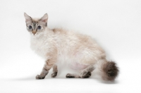 Picture of Laperm cat, Seal Tortie Lynx Point coloured, on white background