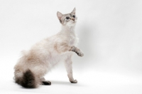 Picture of Laperm cat, Seal Tortie Lynx Point coloured, one leg up