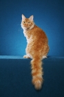 Picture of Laperm cat sitting on teal background, back view