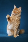 Picture of Laperm cat sitting on teal background, one leg up
