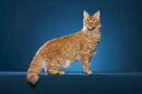 Picture of Laperm cat standing on teal background
