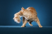 Picture of Laperm cat turning on teal background