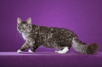 Picture of Laperm cat walking on purple background
