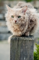 Picture of LaPerm on fence pole