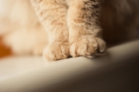Picture of LaPerm paws