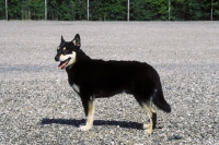 Picture of Lapponian Herder (aka Lapinporokoira, Lapland Reindeer dog, Reindeer Herder)