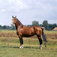 Picture of Larda, Gelderland mare champion