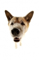 Picture of Large Akita dog close up isolated on a white background