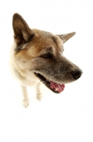 Picture of Large Akita dog close up isolated on a white background