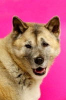 Picture of Large Akita dog isolated on a pink background