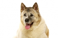 Picture of Large Akita dog isolated on a white background