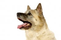 Picture of Large Akita dog isolated on a white background