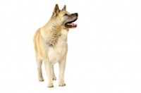 Picture of Large Akita dog isolated on a white background