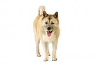 Picture of Large Akita dog isolated on a white background