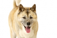 Picture of Large Akita dog isolated on a white background