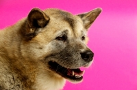 Picture of Large Akita dog isolated on a pink background